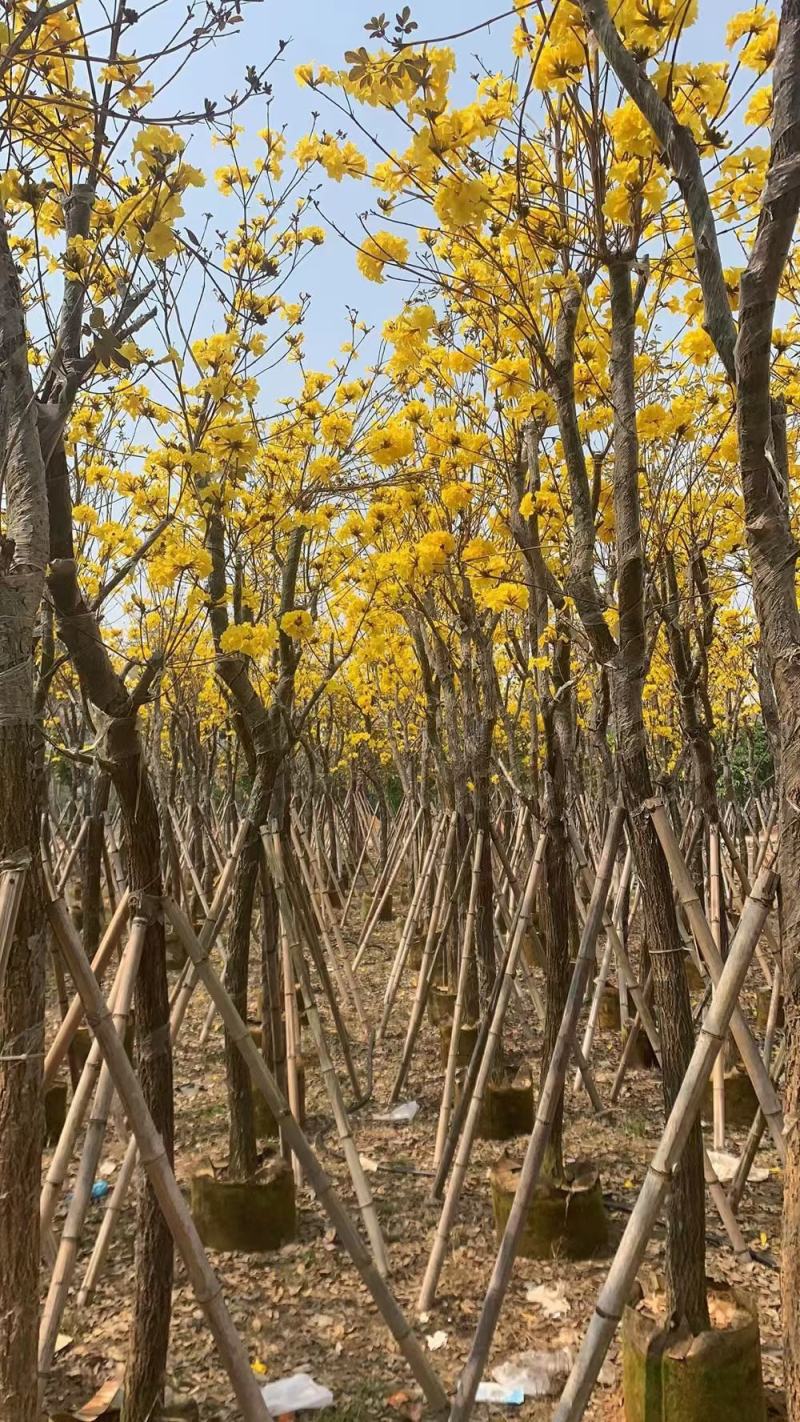 黄花风铃木