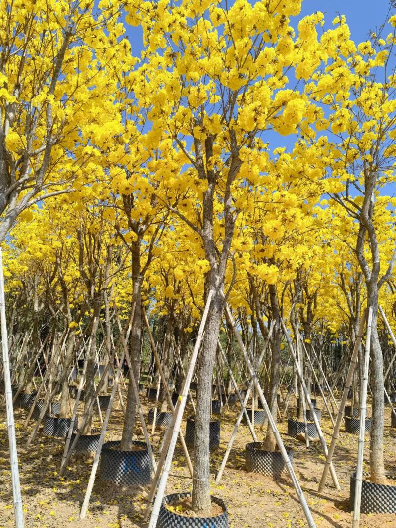 黄花风铃木