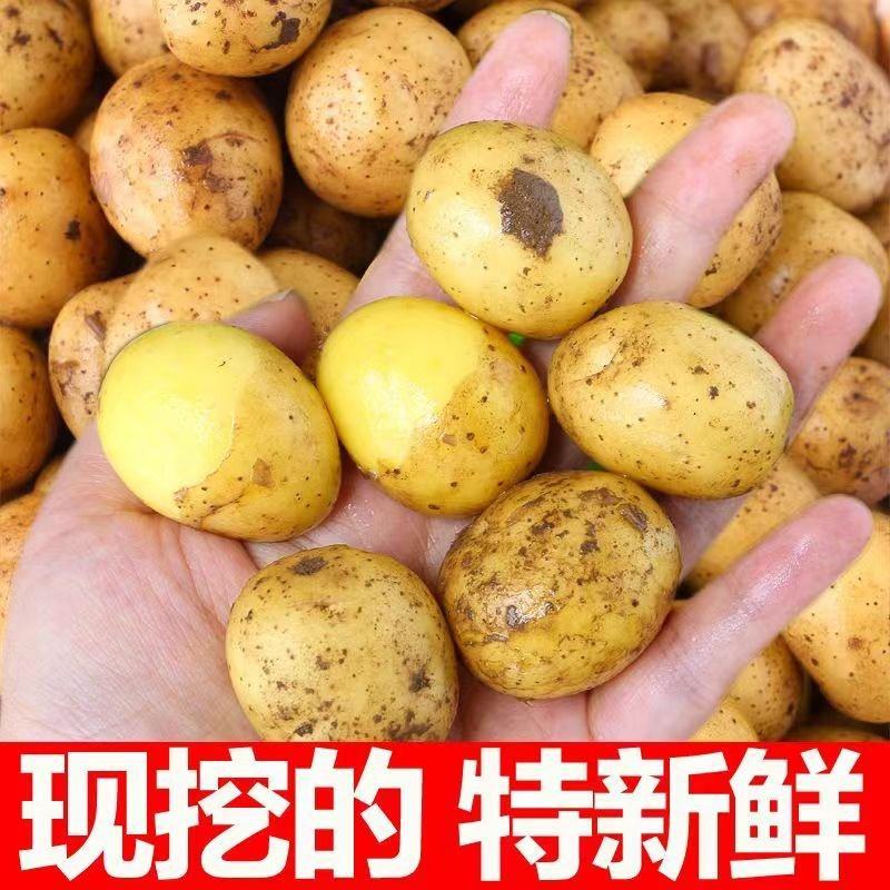 湖北土豆小土豆黄心土豆大量上市对接档口商超欢迎咨询