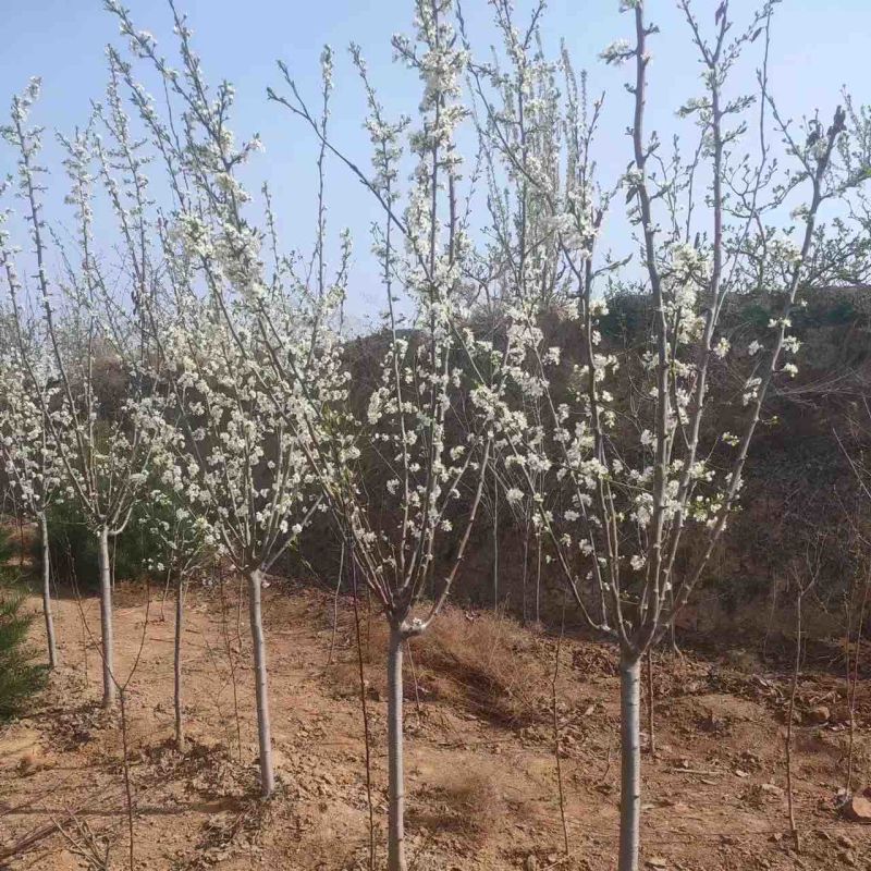 【实力商家】李子树苗，3公分-5公分品质无忧，规格齐全