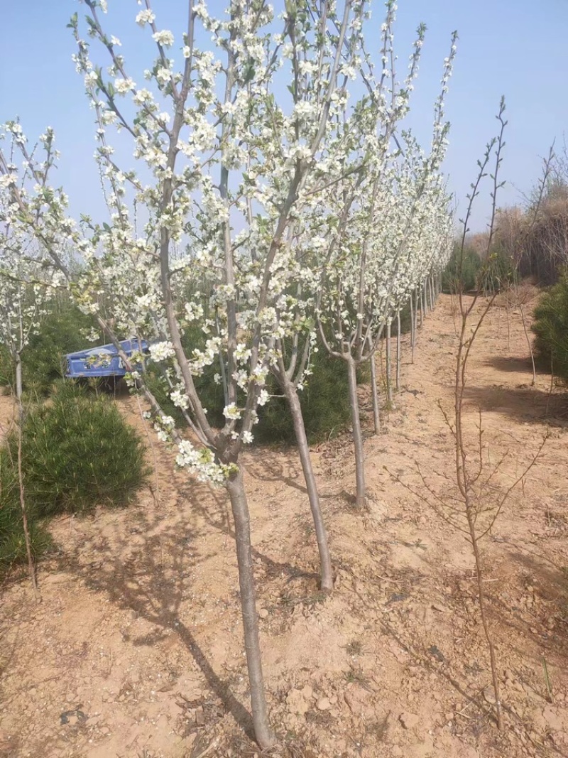 【实力商家】李子树苗，3公分-5公分品质无忧，规格齐全