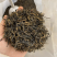 一斤包邮一斤也是批发价英德红茶英红九号春茶