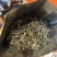 一斤包邮一斤也是批发价英德红茶英红九号春茶