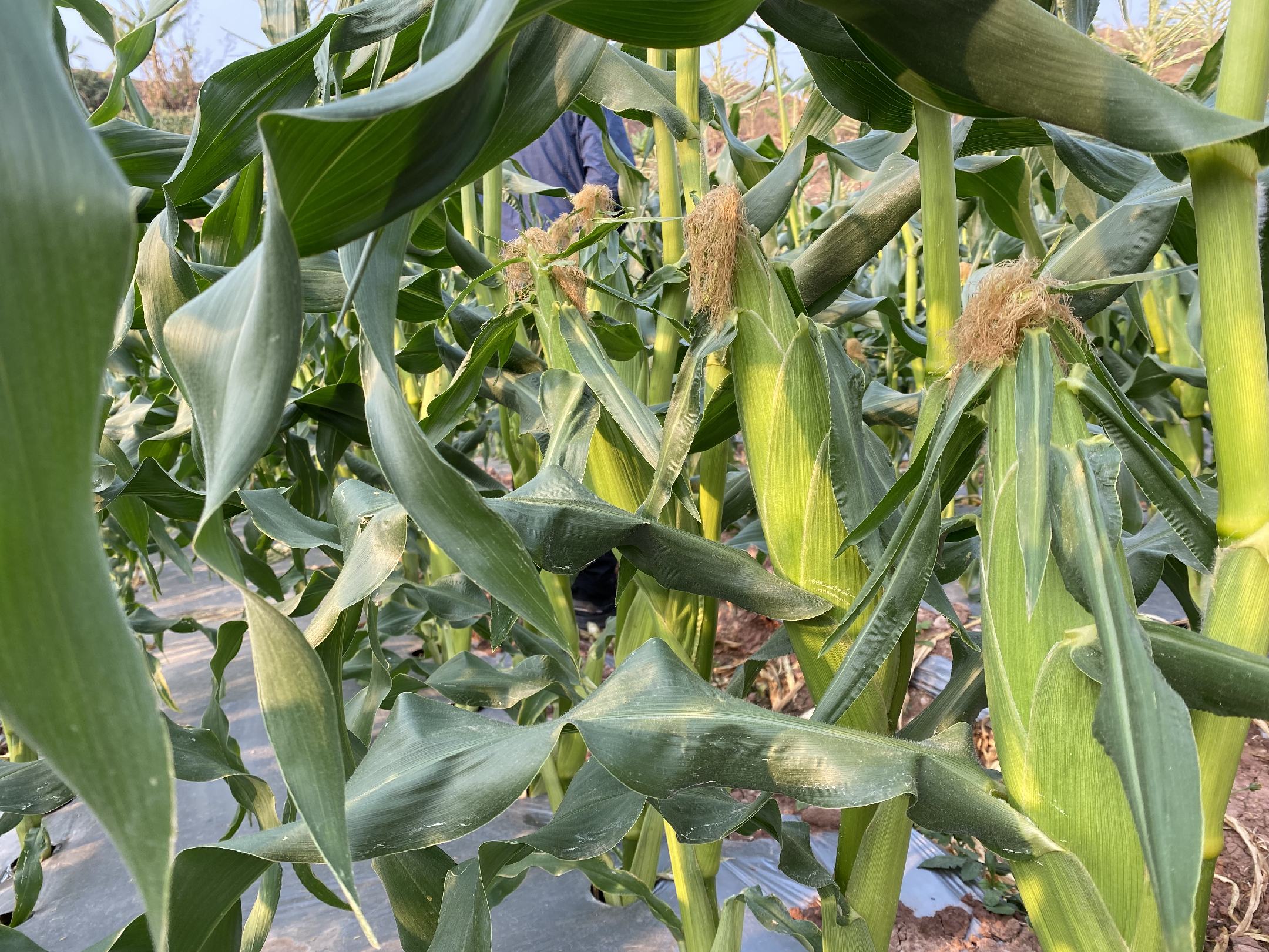 农机正在田间粉碎甜玉米杆并均匀撒施于地面 甜玉米杆粉碎还田作业图