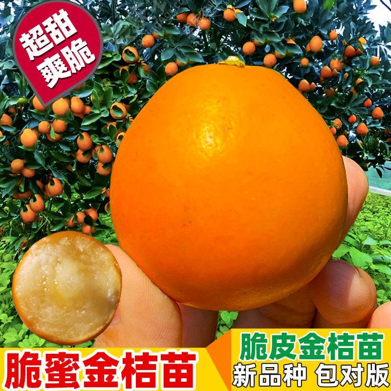 脆蜜金桔苗脆皮金桔树苗脆蜜金柑无籽新品大甜果盆栽当年结果