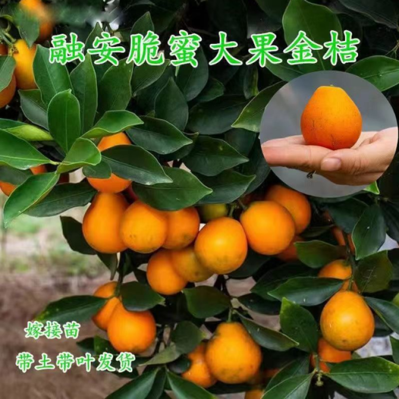 脆蜜金桔苗脆皮金桔树苗脆蜜金柑无籽新品大甜果盆栽当年结果
