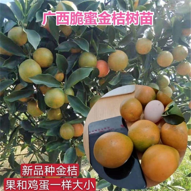 脆蜜金桔苗脆皮金桔树苗脆蜜金柑无籽新品大甜果盆栽当年结果