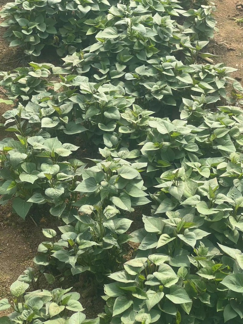 自有基地淀粉型商薯19红薯苗品种纯