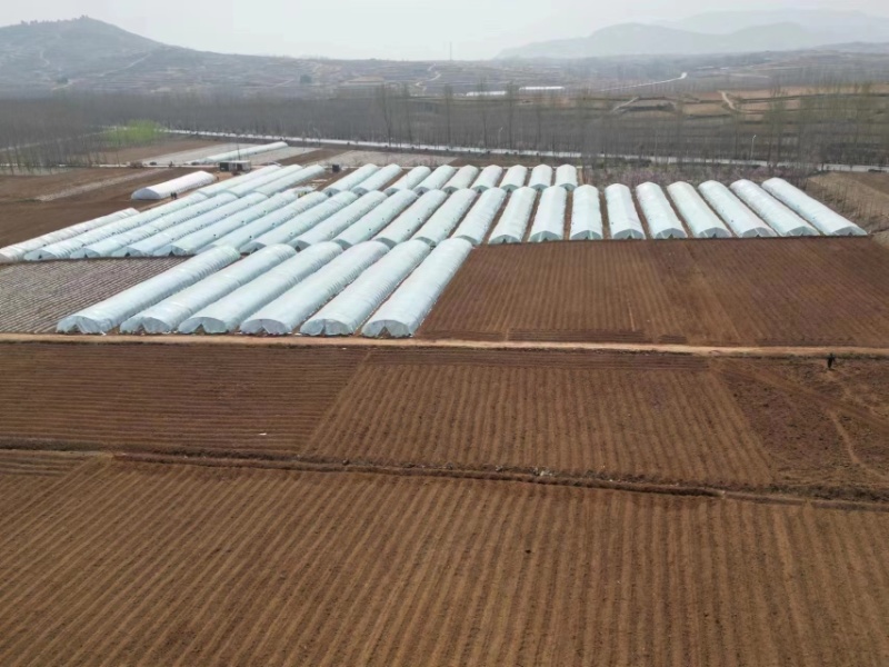 自有基地淀粉型商薯19红薯苗品种纯