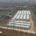 自有基地淀粉型商薯19红薯苗品种纯