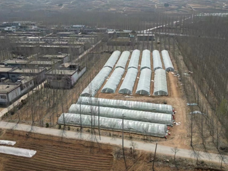 自有基地淀粉型商薯19红薯苗品种纯