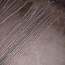 丝棉木小苗地径一点五公分左右，高度80公分以上