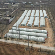 红薯苗脱毒西瓜红红薯苗大量供货中提供技术指导