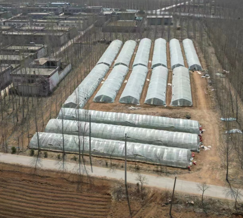 红薯苗脱毒西瓜红红薯苗大量供货中提供技术指导