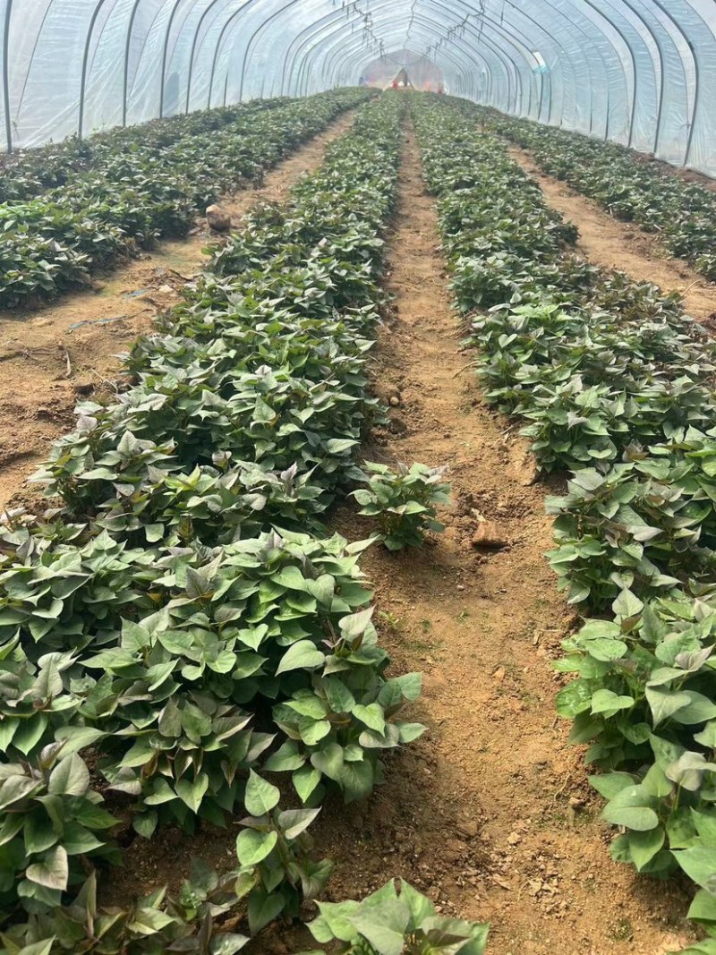 红薯苗脱毒西瓜红红薯苗大量供货中提供技术指导
