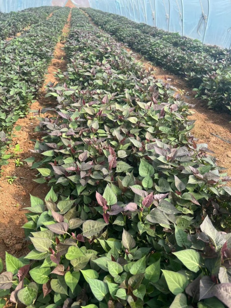 红薯苗脱毒西瓜红红薯苗大量供货中提供技术指导