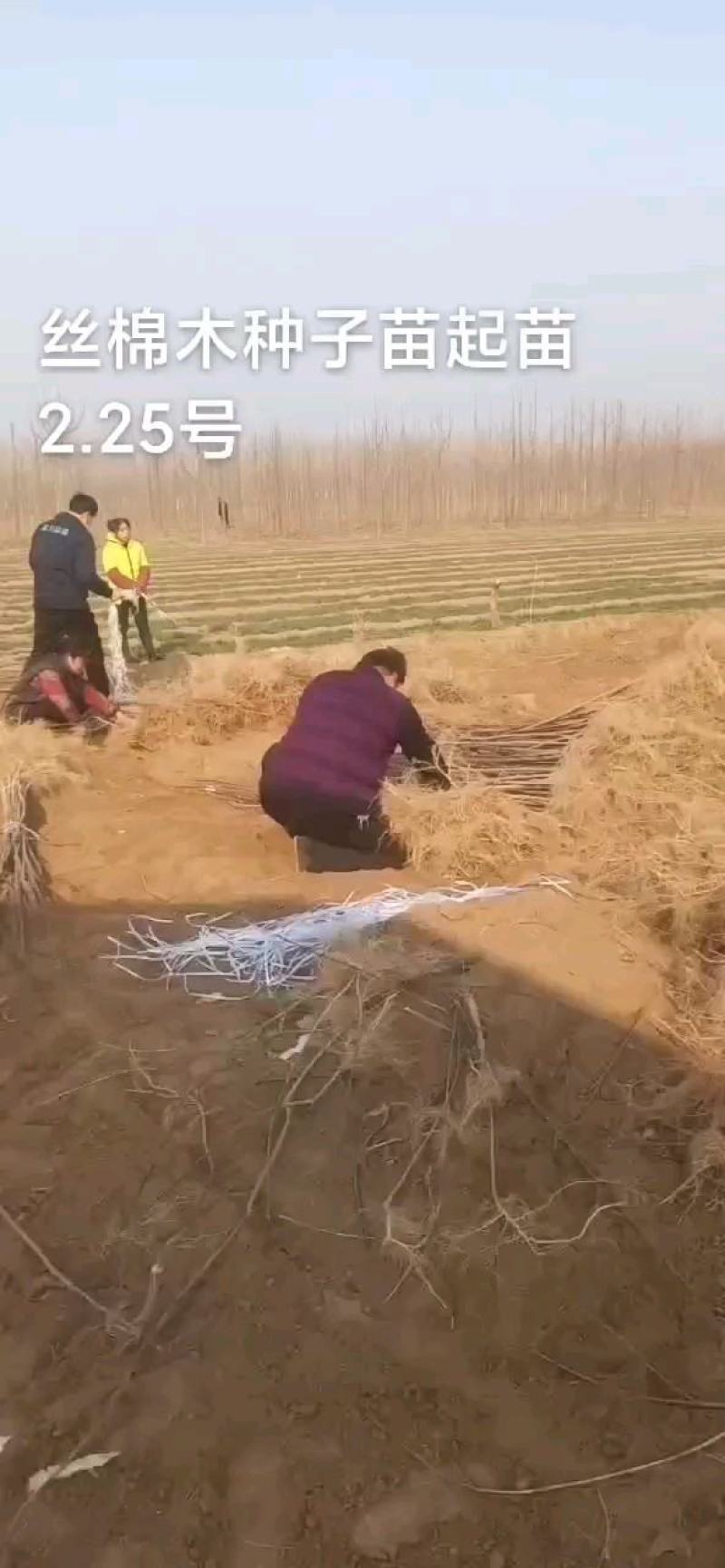 丝棉木小苗地径一点五公分左右，高度80公分以上