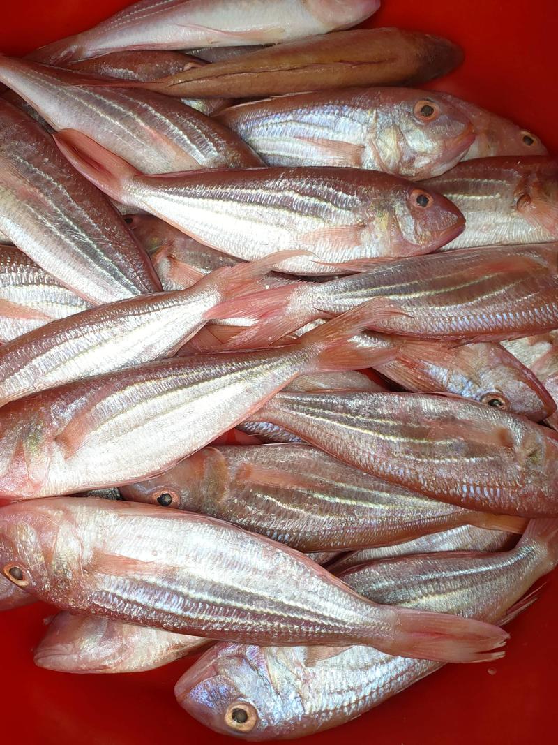 红三鱼、红杉鱼、2条一斤规格、鲜度超靓本港货单条速冻发货