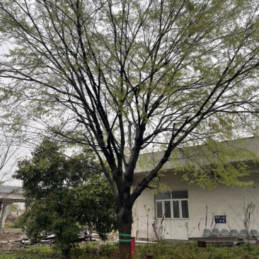 榉树，红榉，精品榉树大规格，产地直销10-50公分规格
