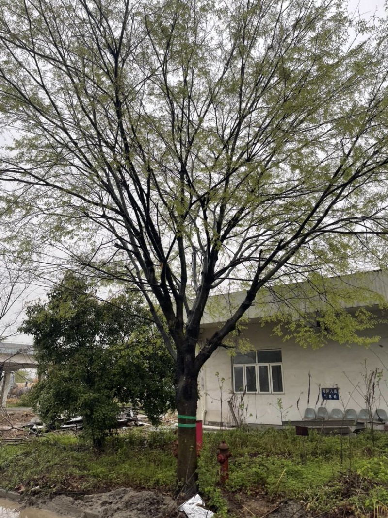 榉树，红榉，精品榉树大规格，产地直销10-50公分规格