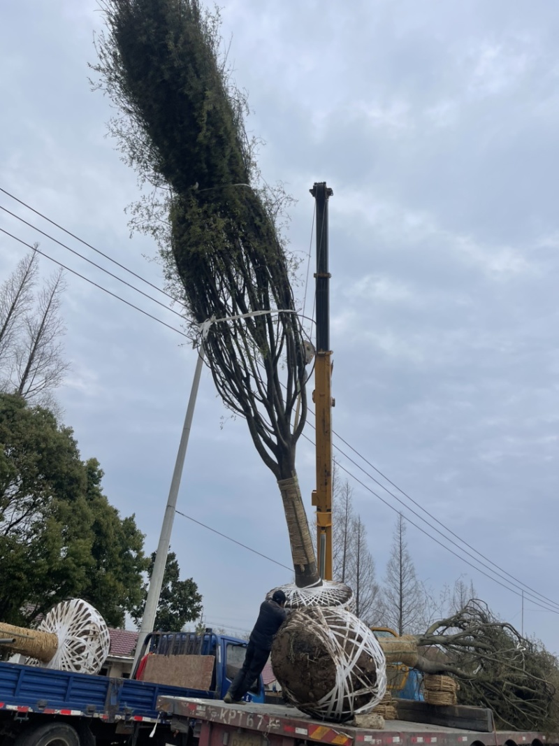 榉树，红榉，精品榉树大规格，产地直销10-50公分规格