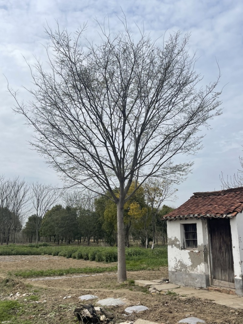 榉树，红榉，精品榉树大规格，产地直销10-50公分规格