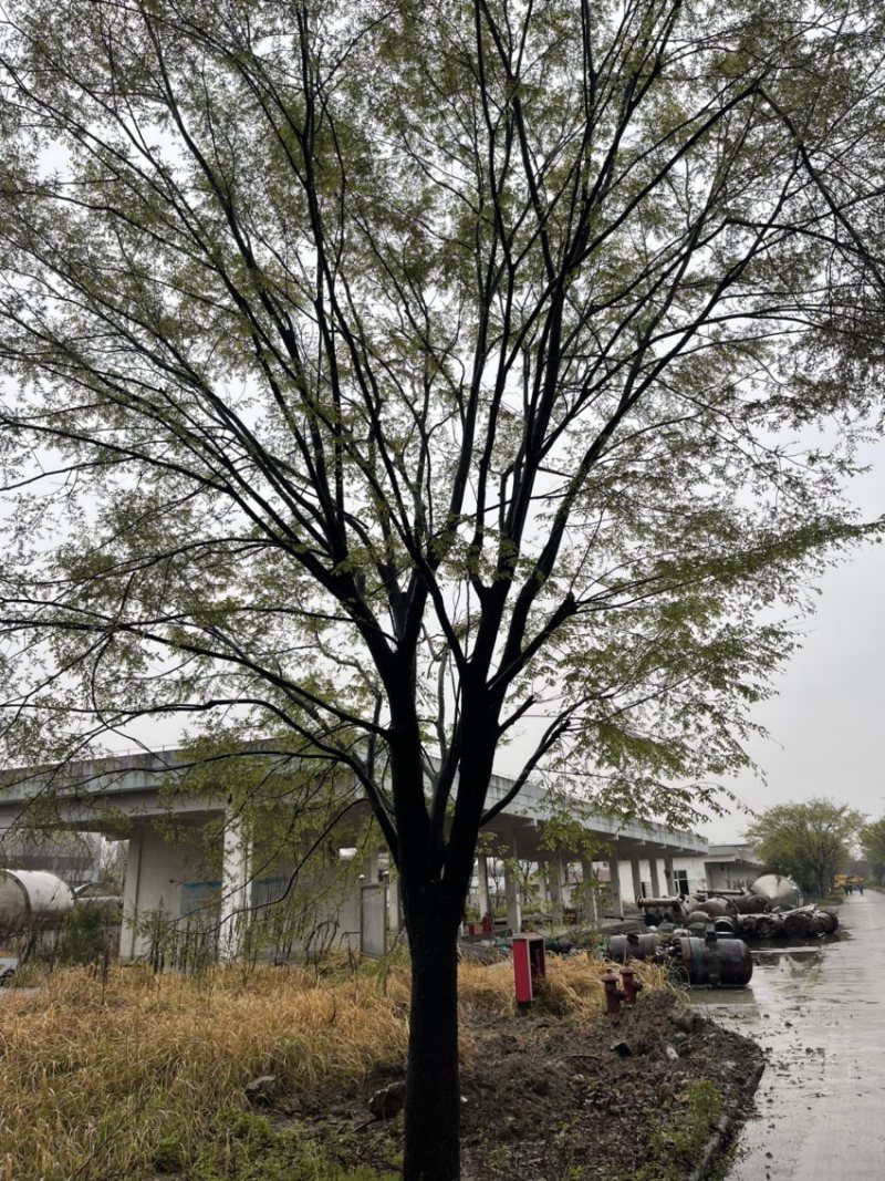 榉树，红榉，精品榉树大规格，产地直销10-50公分规格