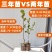 嫁接柿子树苗甜脆苗鸡心日本太秋甜柿果树南北方种植带土带叶