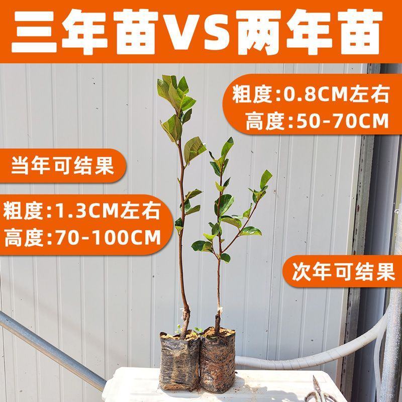 嫁接柿子树苗甜脆苗鸡心日本太秋甜柿果树南北方种植带土带叶
