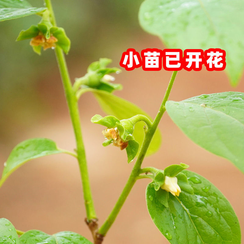 嫁接柿子树苗甜脆苗鸡心日本太秋甜柿果树南北方种植带土带叶