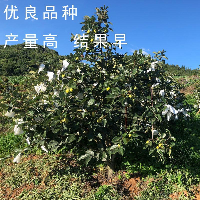 嫁接柿子树苗甜脆苗鸡心日本太秋甜柿果树南北方种植带土带叶