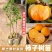 嫁接柿子树苗甜脆苗鸡心日本太秋甜柿果树南北方种植带土带叶
