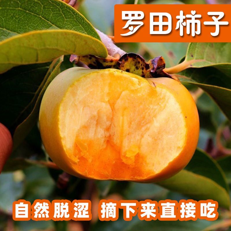 嫁接柿子树苗甜脆苗鸡心日本太秋甜柿果树南北方种植带土带叶