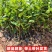 嫁接柿子树苗甜脆苗鸡心日本太秋甜柿果树南北方种植带土带叶