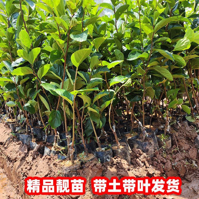 嫁接柿子树苗甜脆苗鸡心日本太秋甜柿果树南北方种植带土带叶