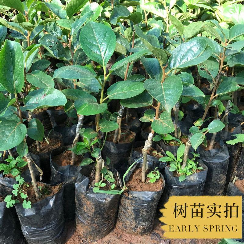 嫁接柿子树苗甜脆苗鸡心日本太秋甜柿果树南北方种植带土带叶