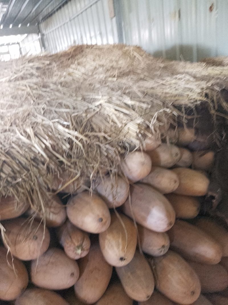南瓜，仓储全黄外形好，又甜又面口感好，一手货源，欢迎下单