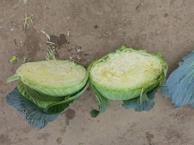 优质扁包菜，各种规格甘蓝，质优量大欢迎各地客商订购