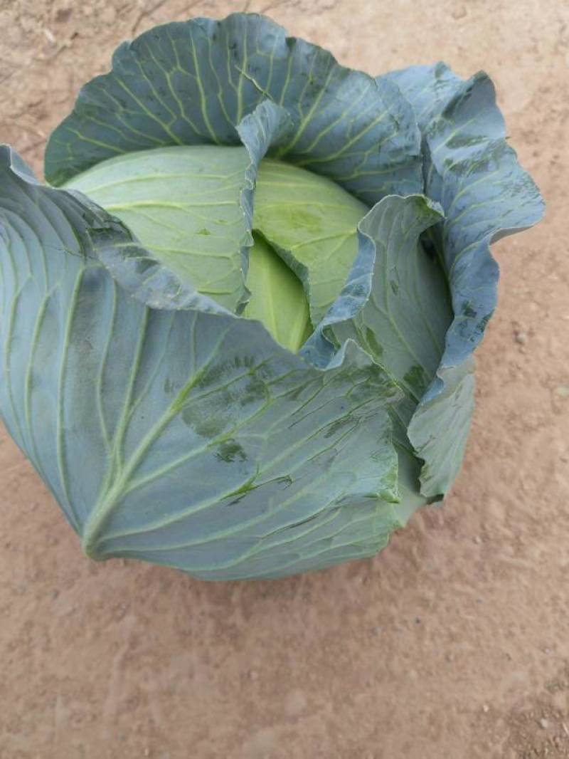 优质扁包菜，各种规格甘蓝，质优量大欢迎各地客商订购