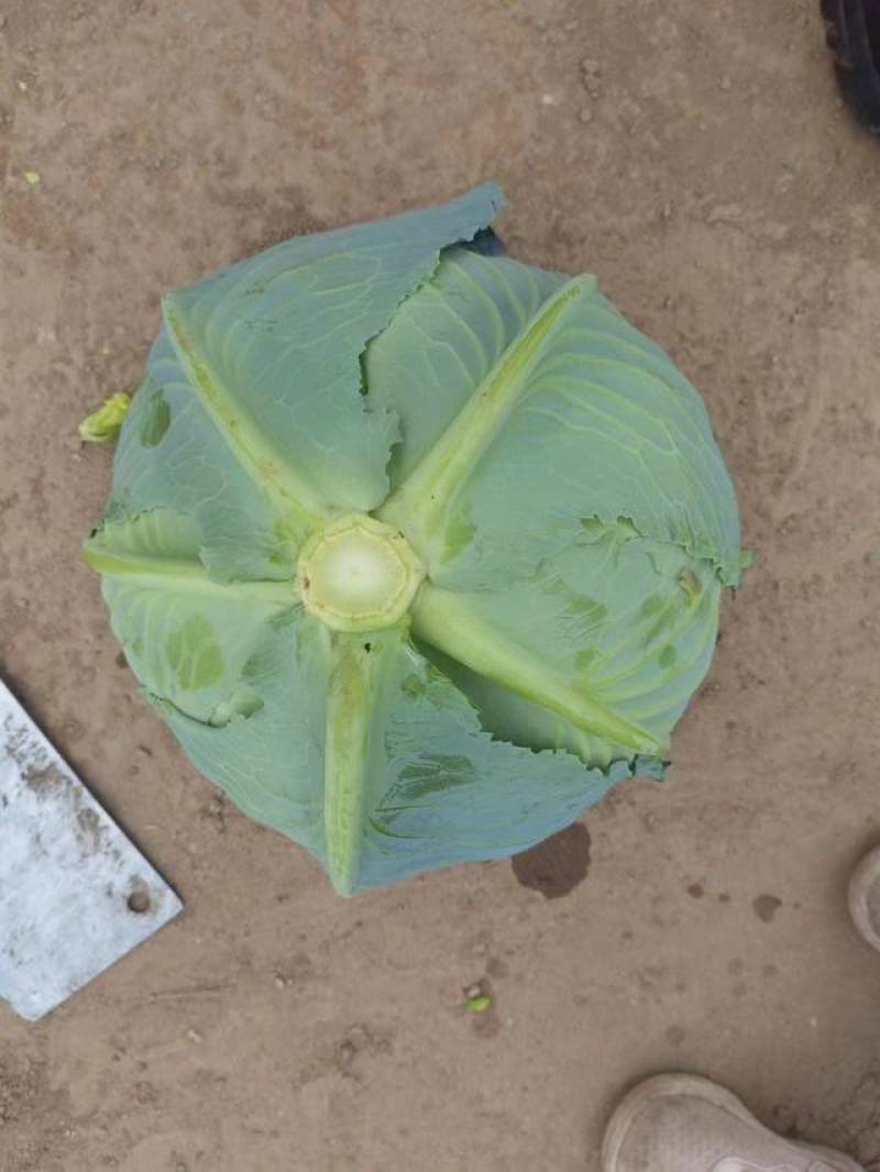 优质扁包菜，各种规格甘蓝，质优量大欢迎各地客商订购