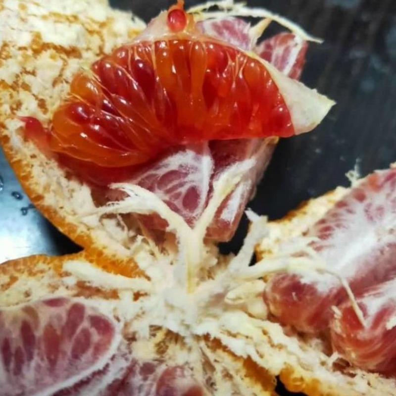 新品种正宗媛红椪柑柑橘苗红肉碰柑树苗嫁接橘子苗当年结果