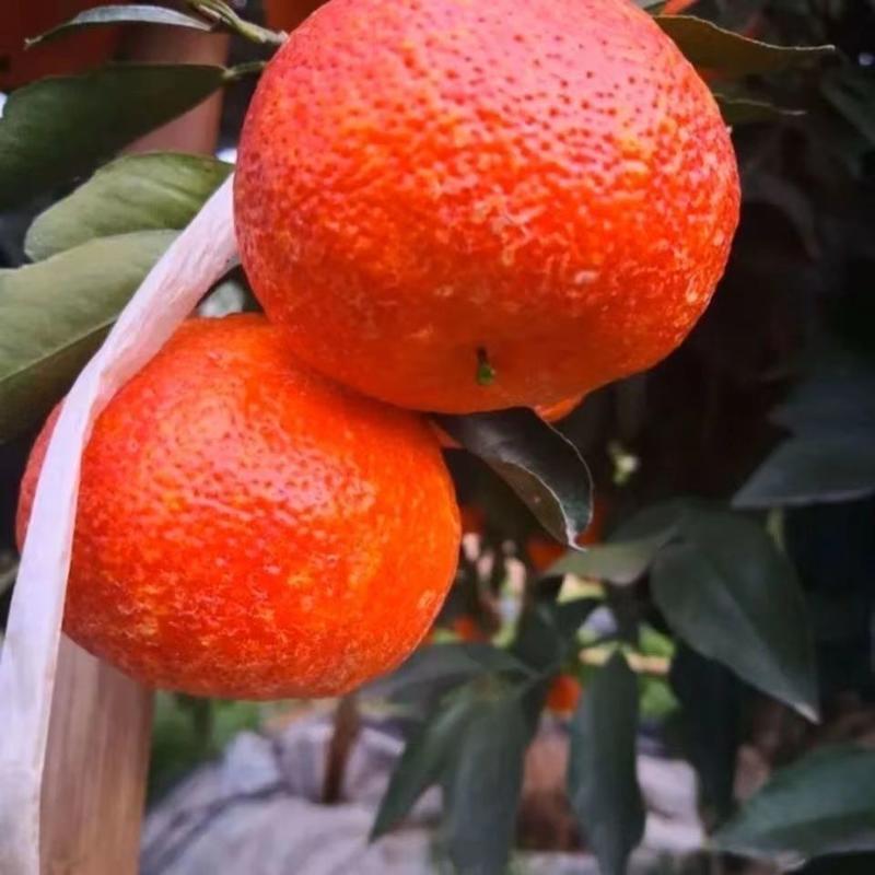 新品种正宗媛红椪柑柑橘苗红肉碰柑树苗嫁接橘子苗当年结果