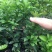新品种正宗媛红椪柑柑橘苗红肉碰柑树苗嫁接橘子苗当年结果