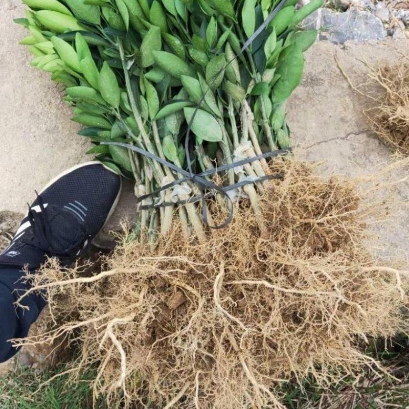新品种正宗媛红椪柑柑橘苗红肉碰柑树苗嫁接橘子苗当年结果