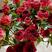 四季玫瑰苗玫瑰花卡罗拉高原红果汁阳台量大从优