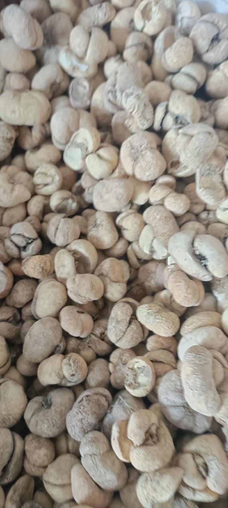 大贝母，无硫大贝，道地药材，大货供应，全国发货