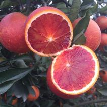 新品种纯甜红肉脐橙嫁接橙子树苗红心血橙红玉血橙苗当年结果