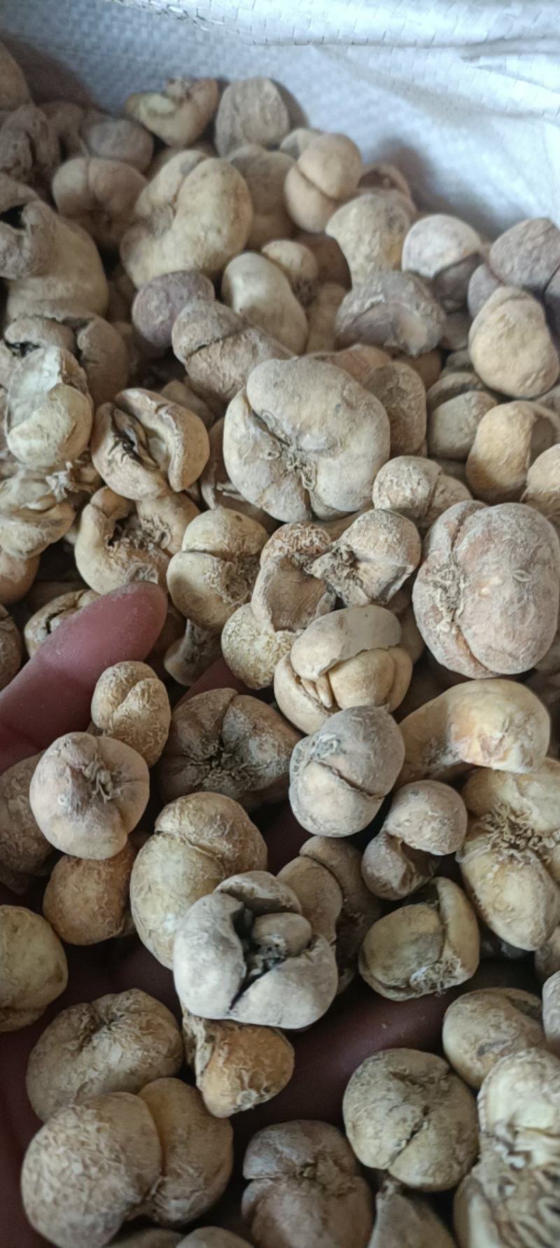 大贝母，无硫大贝，道地药材，大货供应，全国发货