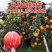新品种纯甜红肉脐橙嫁接橙子树苗红心血橙红玉血橙苗当年结果