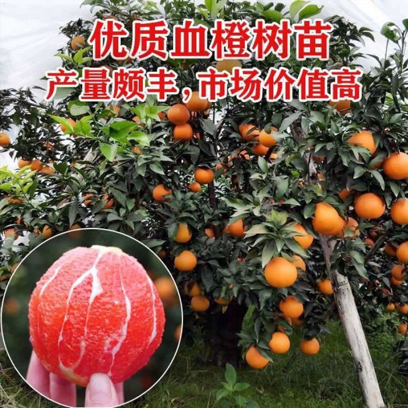 新品种纯甜红肉脐橙嫁接橙子树苗红心血橙红玉血橙苗当年结果